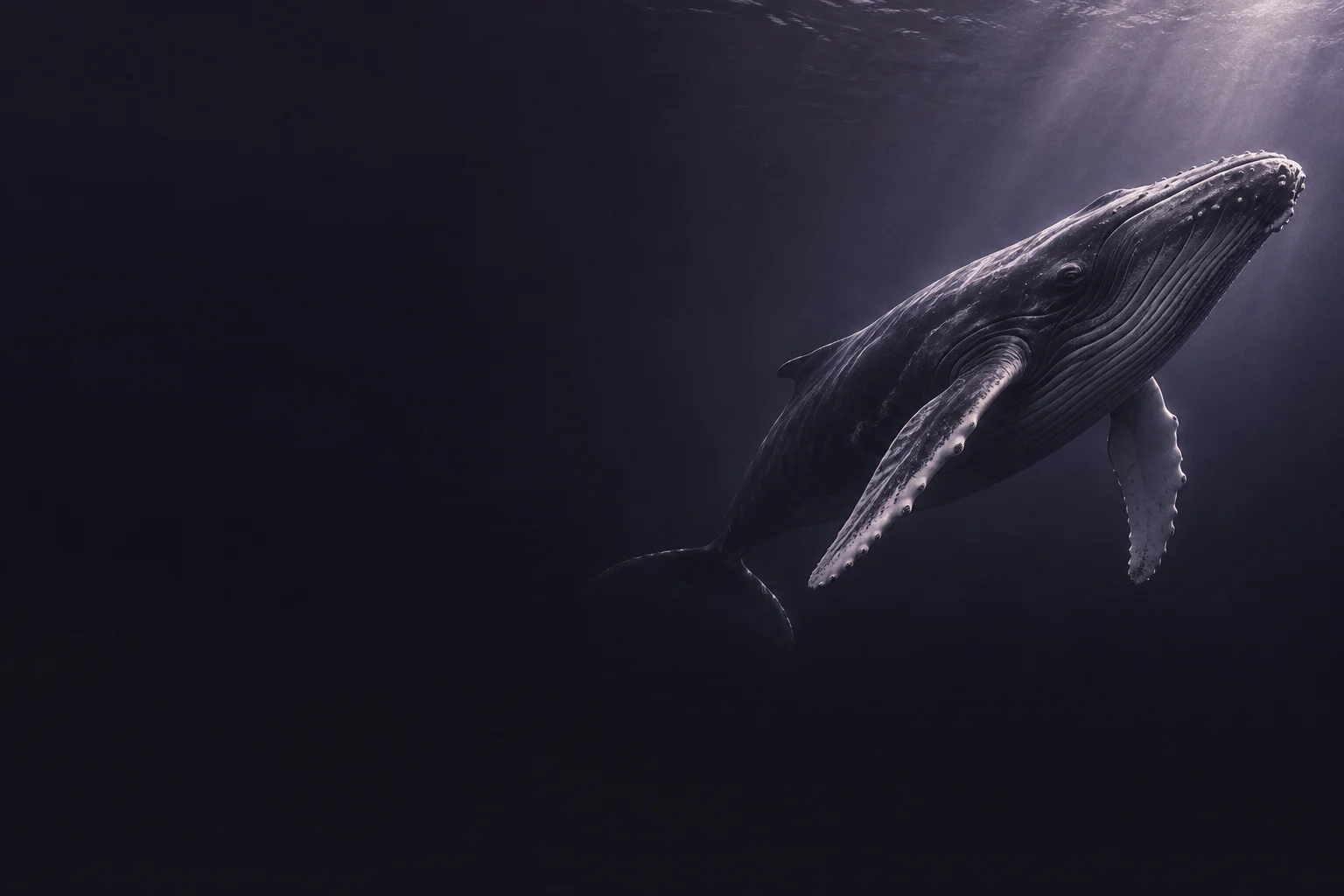 A humpback whale moving through deep violet water toward a shaft of light.